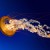 Avatar PearLyric3976