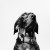 Avatar gommalacca
