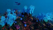 Immagine Ecosystem (PC)