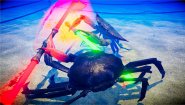 Immagine Fight Crab (Nintendo Switch)