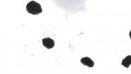 Immagine Guppy (Linux)