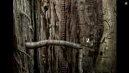 Immagine Immagine Samorost 2 Linux