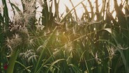 Immagine Insects: An Xbox One X Enhanced Experience (Xbox One)