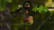 Immagine Immagine AntVentor Linux