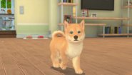 Immagine My Universe: Puppies and Kittens (Mac)