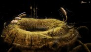 Immagine Immagine Samorost 3 Mac