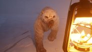 Immagine Dread Hunger (PC)