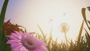 Immagine Insects: An Xbox One X Enhanced Experience (Xbox One)