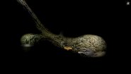 Immagine Samorost 2 (Linux)